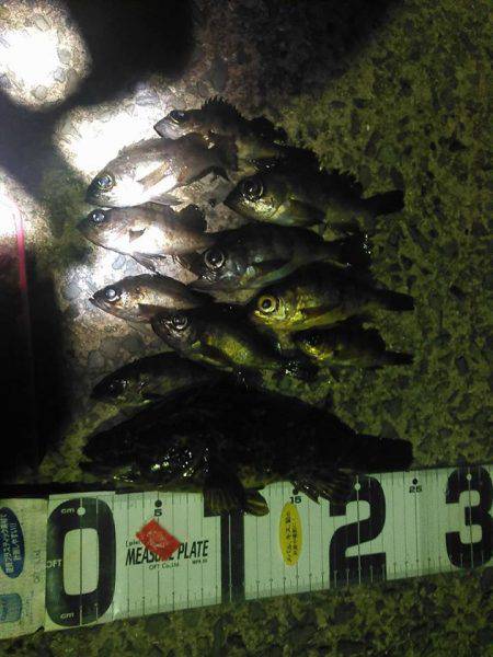 25ｃｍたけちゃんの巻